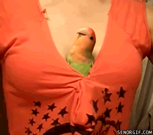 I love parrots!