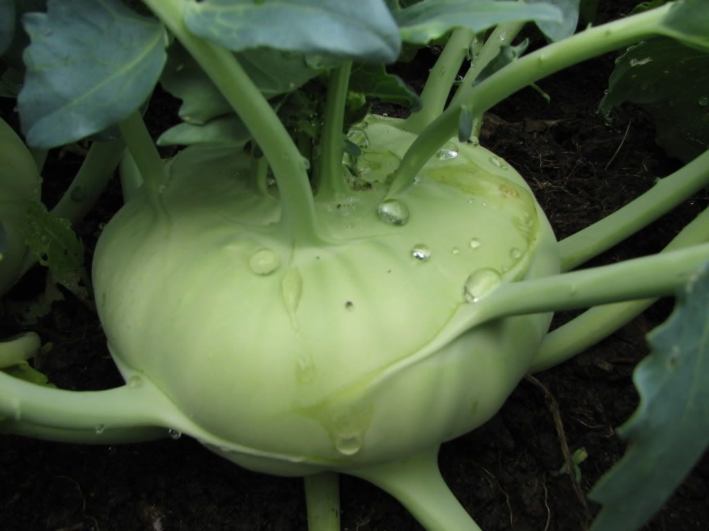Photo courtesy asianseed