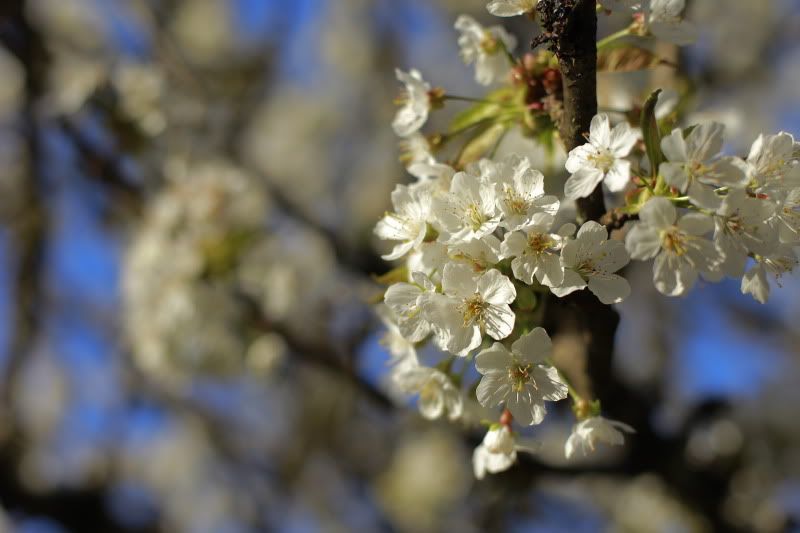 IMAGE: http://i257.photobucket.com/albums/hh239/kawi_200/Flowers/_MG_1177.jpg