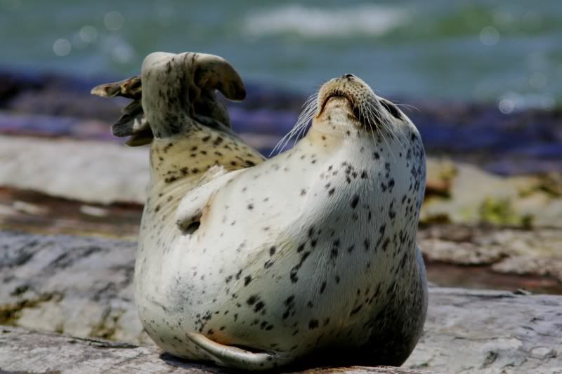 IMAGE: http://i257.photobucket.com/albums/hh239/kawi_200/Wildlife/IY1Y4889.jpg