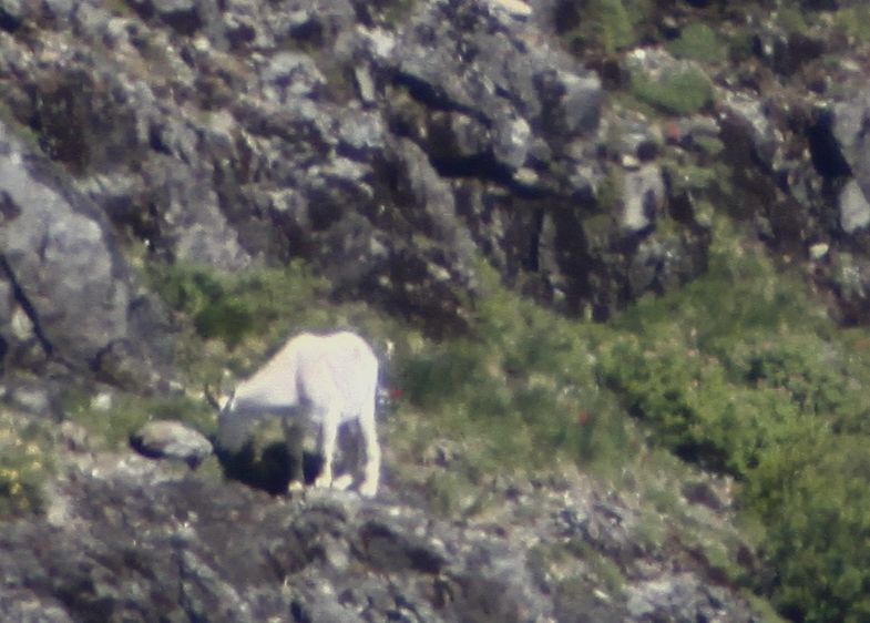 IMAGE: http://i257.photobucket.com/albums/hh239/kawi_200/Wildlife/_MG_3360.jpg