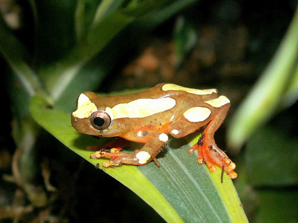 ClownTreeFrogLeaf.jpg