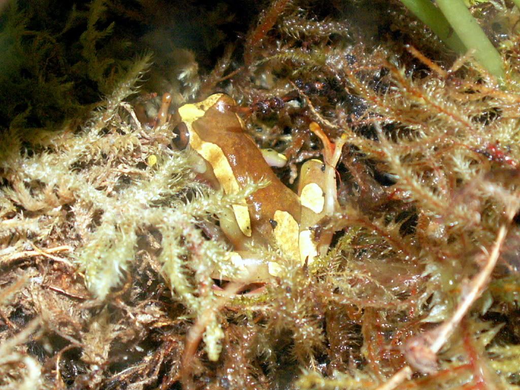 ClownTreeFrogMoss.jpg
