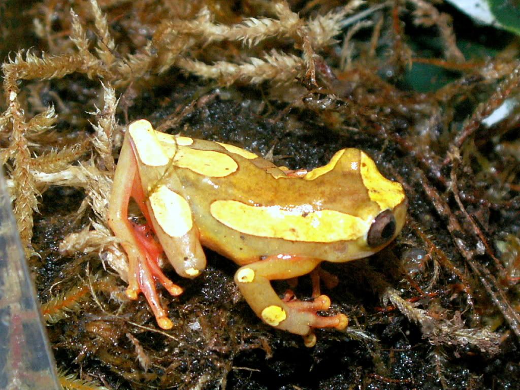 ClownTreeFrogbottom.jpg