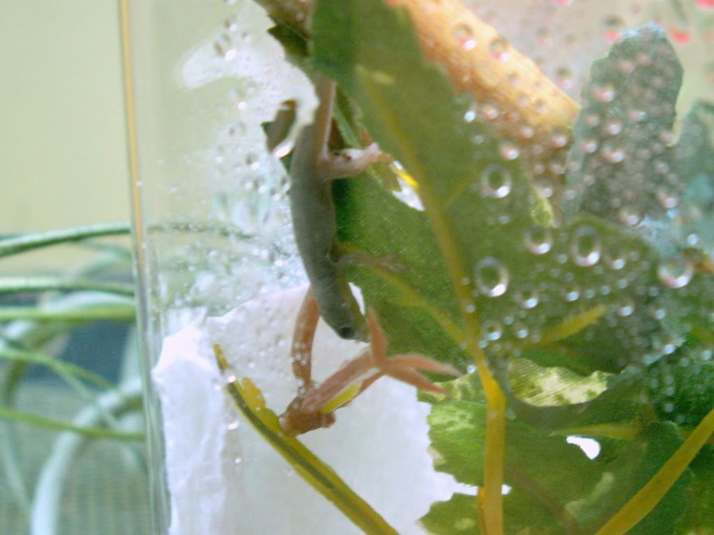 BabyGoldDustinEnclosure.jpg