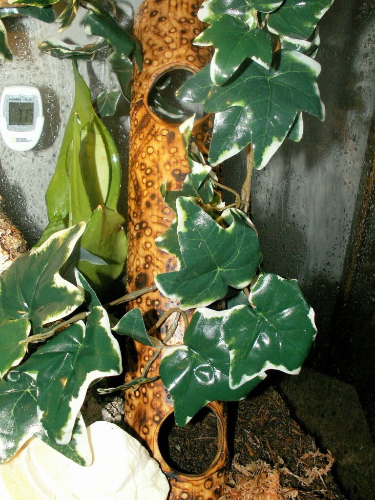 GehyraEnclosure-BambooFromBetty.jpg