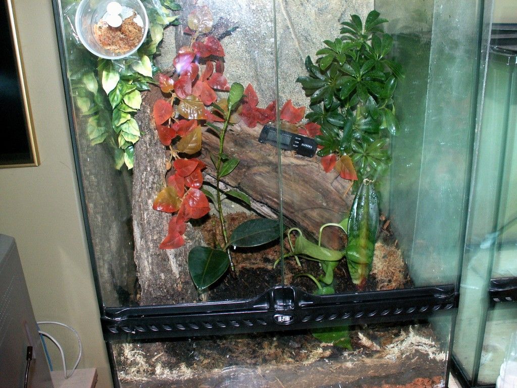 GekkoVittatusEnclosure.jpg