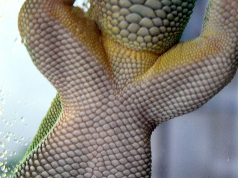 Female1.jpg