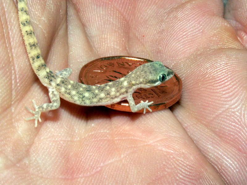 Juvie-Pic2.jpg