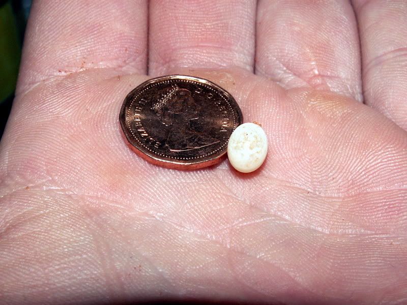 UnfertileEgg-Pic1.jpg