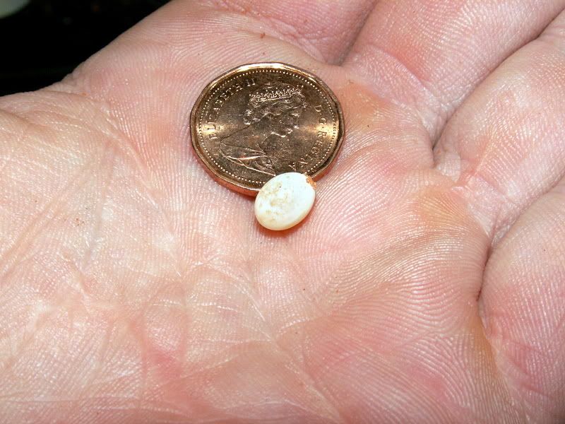 UnfertileEgg-Pic2.jpg