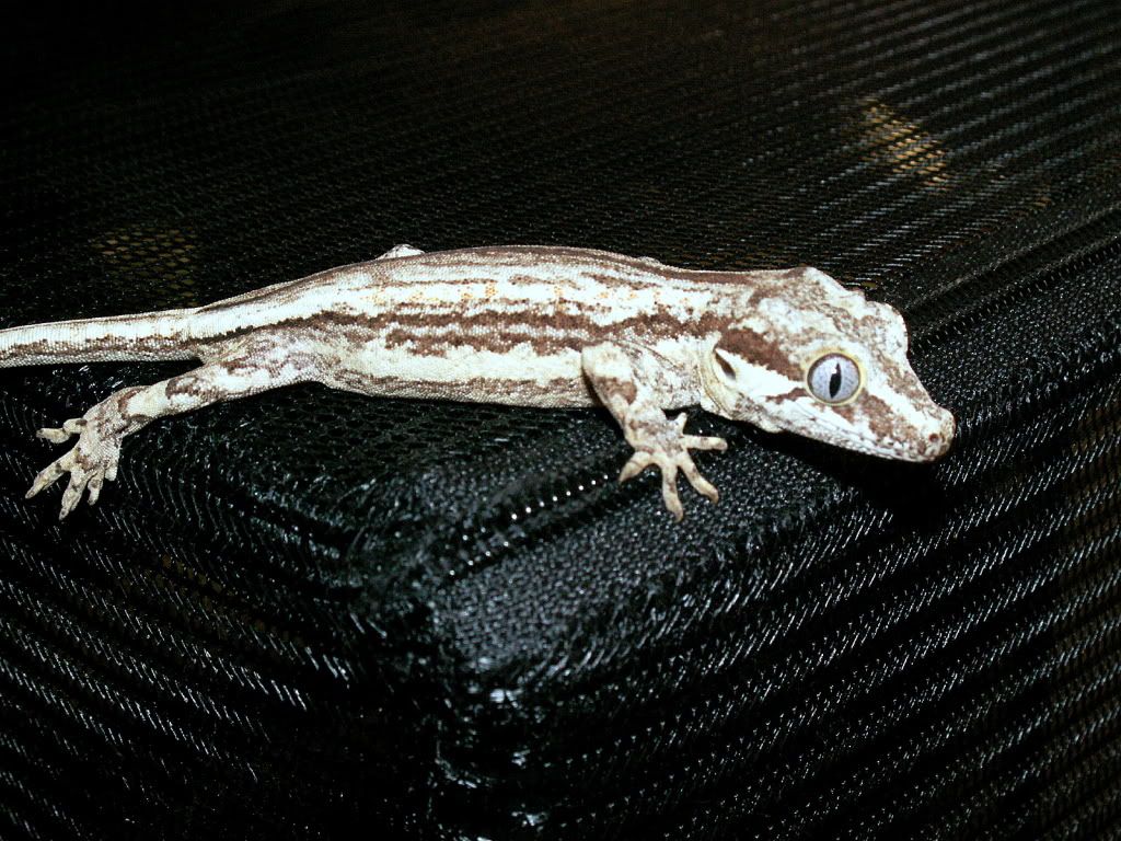 NewGarg1.jpg