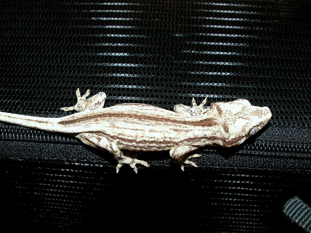NewGarg3.jpg