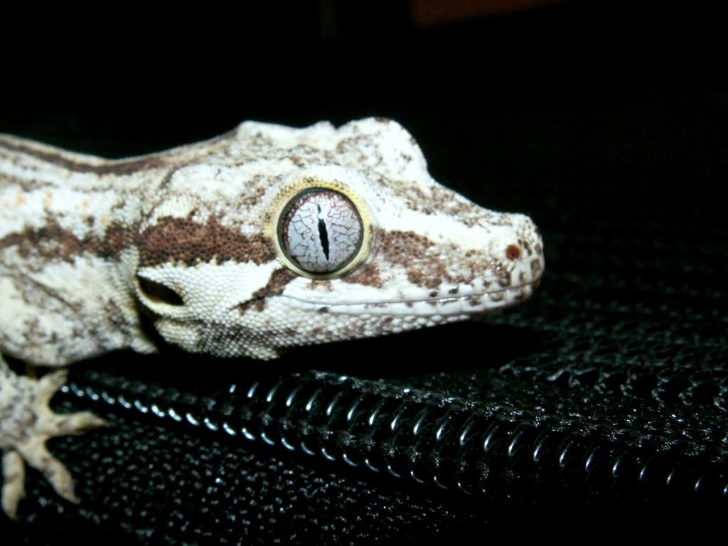 NewGarg4.jpg