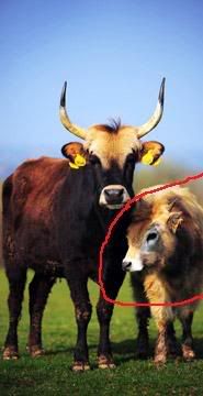 https://i257.photobucket.com/albums/hh207/m8v2/Cows_526674a.jpg