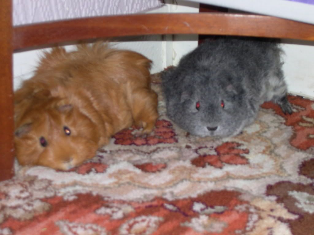 DSCN2233.jpg