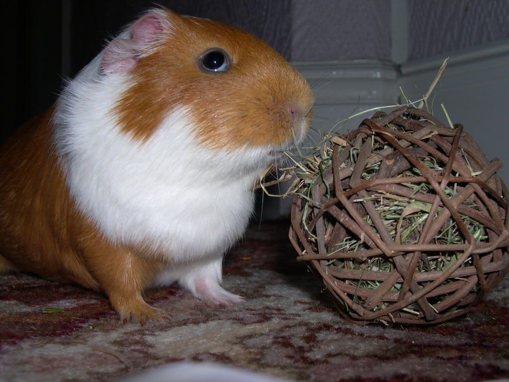 DSCN2298.jpg