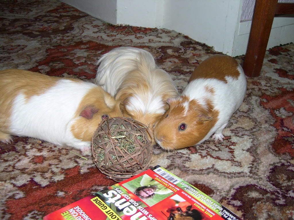DSCN2303.jpg