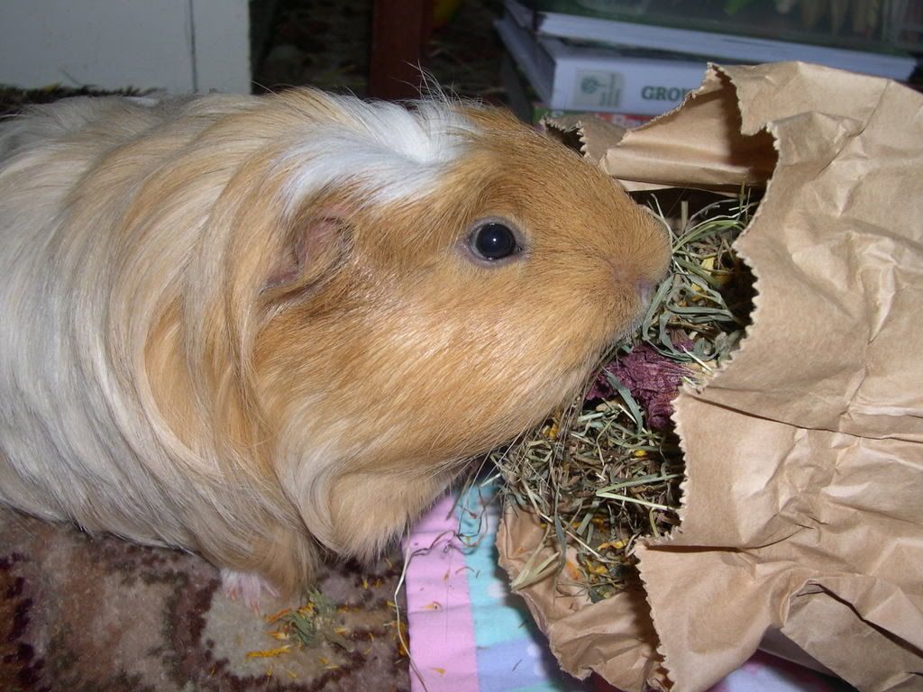 DSCN2478.jpg