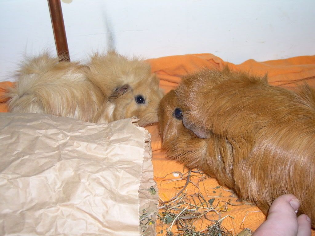 DSCN2572.jpg