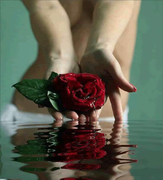 roza.gif