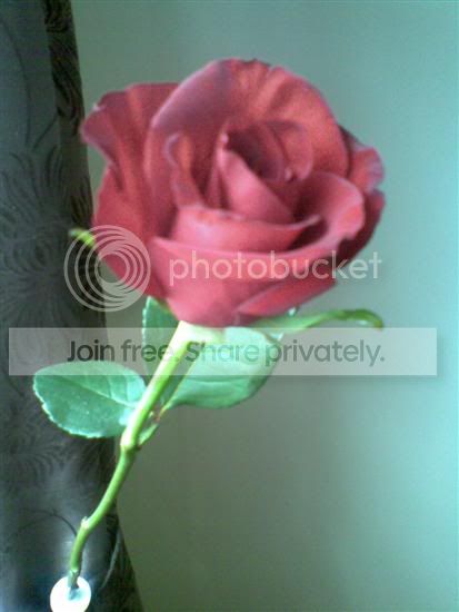 06d40a1bda517fcb7d3466d9abc72805_we.jpg ROSE picture by SWALK1955