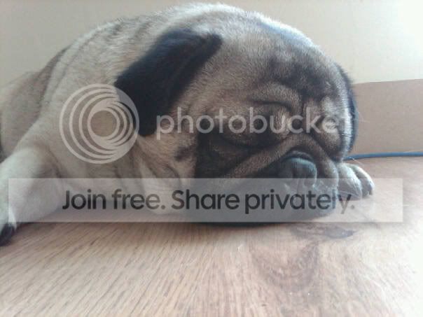 SLEEP.jpg DREAMING picture by SWALK1955