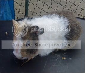 guinea1.jpg